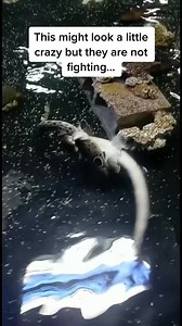 11 reactions · 4 comments | Shark Week! 麗 Let’s start at the beginning….where sharks are made and hatched from eggs, yes eggs! Not all sharks come from live birth. Check out this video from our TikTok page: https://www.tiktok.com/t/ZT8RoxpF7/ We are open everyday from 10 am-8 pm | San Antonio Aquarium | Facebook