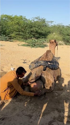 مشهد وضع جرة فخارية خلف الجمل