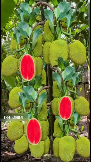 1.8M views · 10K reactions | Special Skills Grafting jackal branches in Watermelon with eggs Get lots of fruit #shorts #nutrition #instagram #fruittree #grafting #shotsviral #shortsreels #shortsviral #reelsviral #fitness #fruitlover #shortsvideo #fruittrees #shots #fruitgarden #bhfyp #tree #garden #satisfying #short #reels #fruits #reelsvideo #fruit #nature #shortvideo #agriculture #watermelon #reelsfb #jackfruit | Tree Garden | Facebook