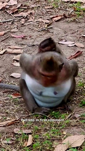 Just see Mom Jinx so much angry to baby Jett like this—what happened? 🥲 Check full vido in first comment | Hello Monkey