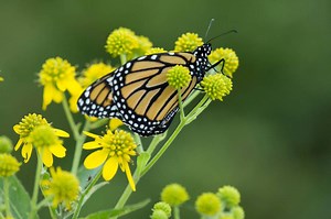 2 Michigan spots to watch the monarch butterfly ‘super generation’ soon migrating