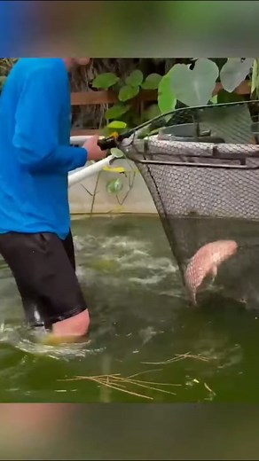 A Giant Albino Gourami | Bass Fishing Productions