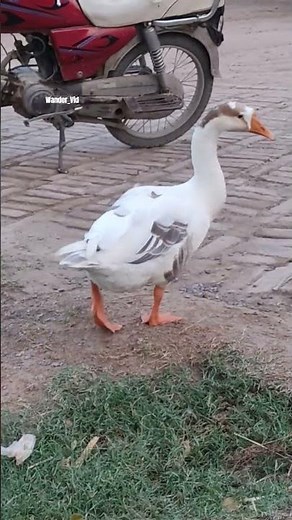 The Royal Duck Waddle is Everything!😂👑 #Shorts