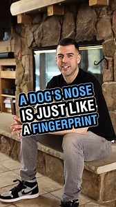 12K views · 163 reactions | Did you know that a dog's nose is just like a human fingerprint?! No two noses are the same when it comes to dogs! Similar to human fingerprints, the pattern of ridges and dimples on a dog's nose is unique to each individual. This unique pattern can actually be used to identify dogs in a way similar to how fingerprints identify humans. Did you know this? 路‍♂️ | Pack Leader Dog Psychology & Behavior | Facebook