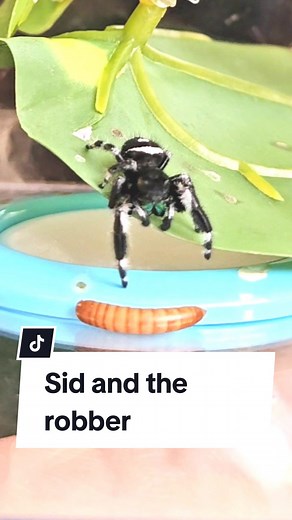 The terror. #jumpingspider #pets #justeatit #fyp