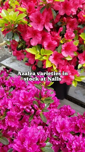 See some of the incredible azalea varieties in bloom at Nalls right now! 🌺 Which one is your favorite? Azaleas are one of our favorite plants. They're very reliable and look good year-round, but are especially stunning when in bloom in the spring! Here's a tip for picking out azalea colors—if you are planting in a sunnier spot, avoid whote azaleas, as their delicate flowers tend to brown in bright sun. White azaleas are great for shadier spots. Azaleas prefer part sun, acidic soil, and a medium