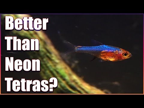 The NEW Neon Rasbora - Sundadanio rubellus