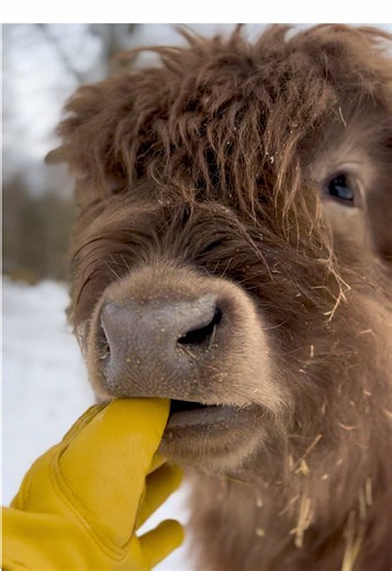 Cute Farm Life Moments with Adorable Animals