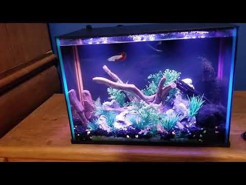 Top Fin Dazzle Fish tank kit review