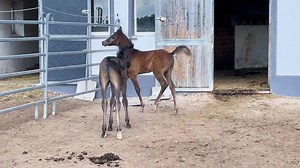 1.8K views · 314 reactions | ✨✨✨Our cute playing arabian Foals✨✨✨...