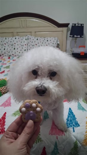 Brandon & Carol (@brandon.carol)’s video of Birthday Celebration