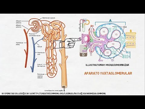 Renal Physiology: The Nephron.