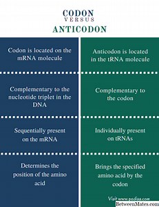 Anticodon y Codon - BIOLOGíA 2025