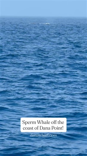 4.1K views · 1.2K reactions | ✨ Sperm Whales in Dana Point! ✨ What...