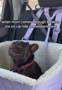 Mabel the Frenchie Enjoys a Surprise Road Trip