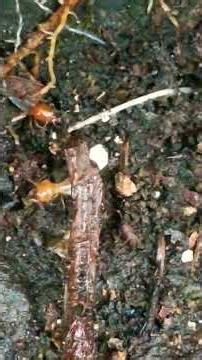 ᭚ᬢᭂᬢᬦᬶ᭟ (Tetani) Rayap - termite - Isoptera 23