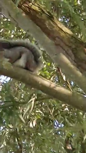 Squirrel mating call