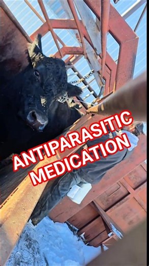 Applying ANTIPARASITIC medication to the cows. Parasites are hard on a cow system.