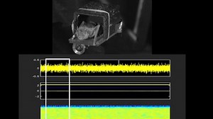 Study finds that bats can get louder with brain mechanism