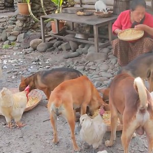 47K views · 1.1K reactions | woman found duck and egg- fry rice with duck egg for dog and animal- cooking on forest HD | Mohd ikhlaq | Facebook