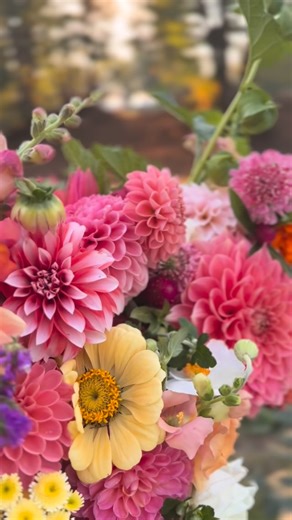Three Lakes Blooms | Raylene on Instagram: "Just kinda busy over here. 💐💛 #tubersale #flowerfarmer #flowerfarming #flowerfarm #summerflowers #flowers #freshflowers #localflowers #cutflowers #flowergarden #washingtonflowers #pnwflowers #pnw #dahlias #gardening #Snohomish"