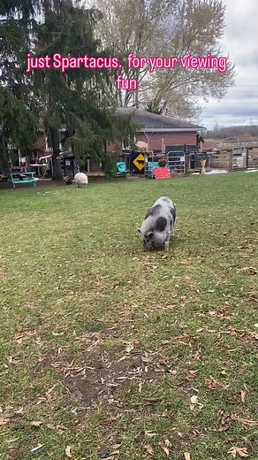 beautiful day. beautiful pig. lots of work done #pigsofinstagram #pigs #love #sanctuary | Sweet Acres Pig Sanctuary