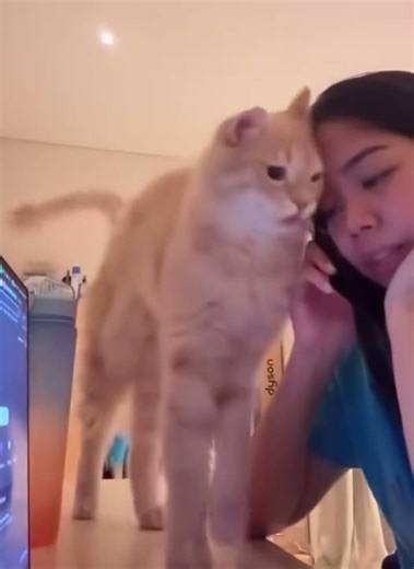 Ragebaiting the kitty