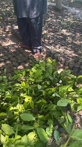 موتیا لگانے کا طریقہ کب اور کیسے لگائیں۔ صرف ایک پودے سے زیادہ پودے بنائیں فری میں۔ #fbreelsvideo #fbreelsvideo #fypageシ #trendingreel #foryoupage #amlafarming #fypage #fig #trend | Farming with Babar Rasheed