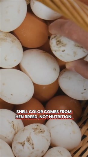 11 reactions | Egg Shell Color Means Nothing for Nutrition 讀 Shell...