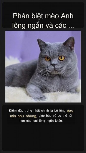 Phân biệt mèo Anh lông ngắn và các giống mèo khác 🐱🇬🇧 #Shorts