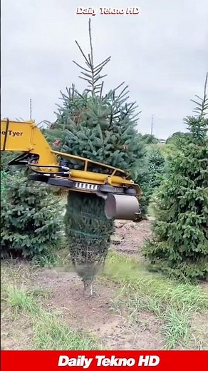 How Christmas Trees Get Wrapped 🎄 #TreeFarming