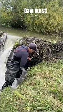 Beaver dam explodes – water rushes out FAST! #beaver #nature #relaxingsounds #shorts #asmr #viral