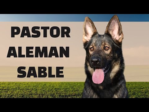PASTOR ALEMÁN SABLE