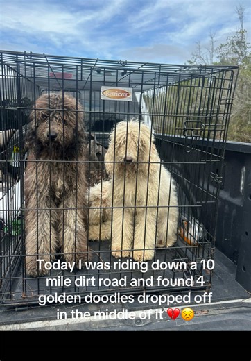 They are so matted up. They have fur covering their eyes. Nothing but skin and bones 😓💔 They all look so sick. We are going to try and keep them warm over the weekend. Nobody can help us with them until Monday. #goldendoodle link in bi0 for the ones asking to help Apparently people are breeding golden doodles in this area and dumping them off if they don’t sell.