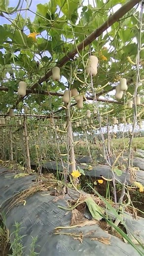 Pumpkin Harvest ASMR 🎃 | Relaxing Farm Sounds