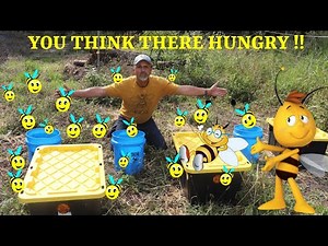 Open Feeding Your Bees With 2:1 Sugar Syrup Getting The Bees Ready For Winter ( Sept 2020 )