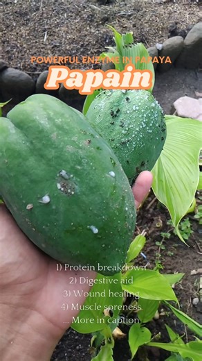 Papain: The POWERFUL Enzyme in Papaya! Natural Digestive Aid & Protein Breakdown #herbalism #shorts