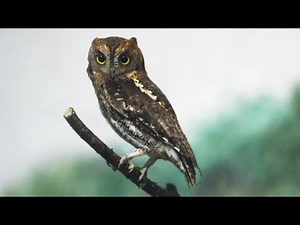 東方角鴞(紅角鴞)/Oriental Scops Owl