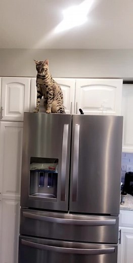 Unique Traits of Savannah Cats