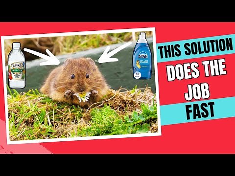 How to Get Rid of Voles FAST – Safe & Proven Methods 💥🐀