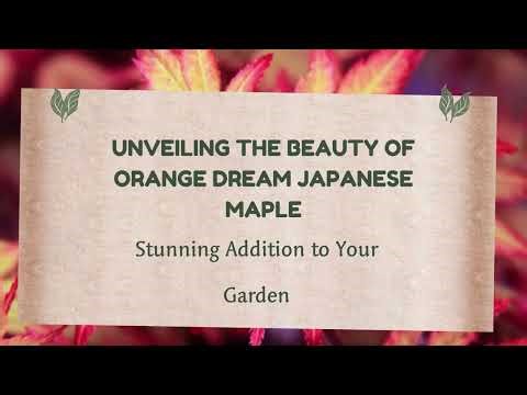 Vibrant Visions: Exploring the Orange Dream Japanese Maple