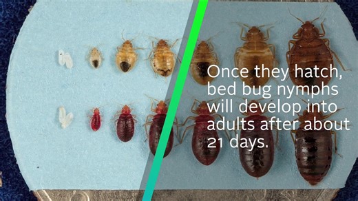 5.6K views · 26 reactions | Although small in size, bed bugs can quickly reproduce and survive for months without feeding, allowing undetected infestations to rapidly grow. Keep watching to learn more about the life cycle of these pests. | PestWorld | Facebook
