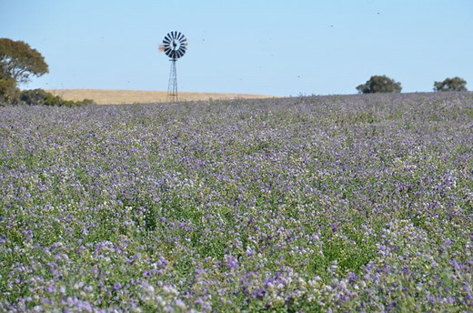 How to Grow Lucerne Seed - Lucerne Australia