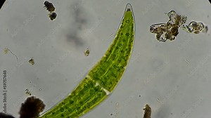 Live algae under microscope, magnification 400X Stock Video