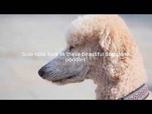 Zoophilia Pros and Cons