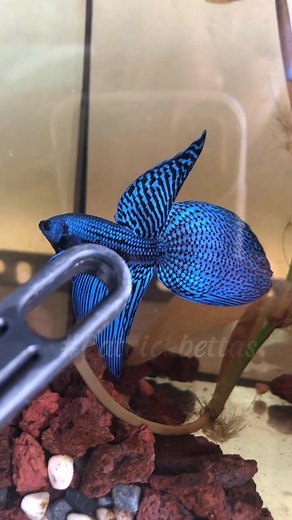 Viral Blue Longtail Alien Betta Fish in Trending Aquarium