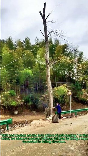 Felling a Tree with Rope to Control Falling Direction