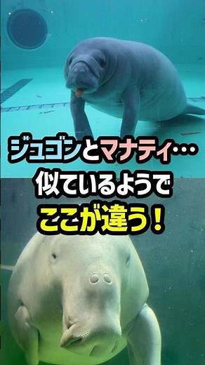 ジュゴンとマナティ…似ているようでここが違う！#ざっくり解説 #海獣 #海洋生物 #可愛い #可愛い生き物 #水族館 #ジュゴン #マナティ