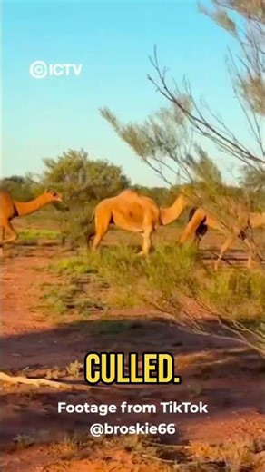 Feral wild camels have been an ongoing issue across Central Australia for years. 🐪