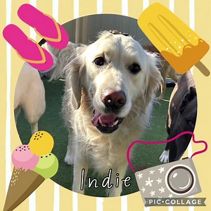 The Animal Den Pet Resort on Reels | Facebook